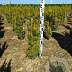 Taxus b. 'David' 50-60 cm met kluit