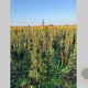 Taxus media 'Hicksii' 60-80 cm met kluit