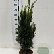 Taxus media 'Hicksii' 60-80 cm met kluit