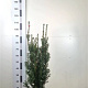 Taxus media 'Hicksii' 60-80 cm met kluit