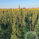 Taxus media 'Hicksii' 60-80 cm met kluit