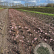 Viburnum bodn. 'Charles Lamont' 80-100 cm met kluit