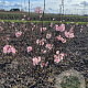 Viburnum bodn. 'Charles Lamont' 80-100 cm met kluit