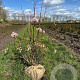 Viburnum bodn. 'Charles Lamont' 80-100 cm met kluit