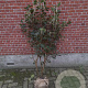 Viburnum lantana 80-100 cm met kluit