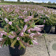 Hebe 'Midsummer Beauty' GM 1.5