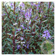 Hebe 'Mrs Winder' GM 1.5
