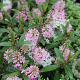 Hebe 'Nicola's Blush' GM 1.5