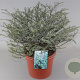 Hebe pimeleoides GM 1.5