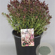 Hebe 'Red Edge' GM 2,0L