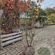 Amelanchier lamarckii 150-175 cm met kluit solitair struik