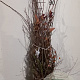 Amelanchier lamarckii 30-50 cm wortelgoed 1/1