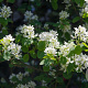 Amelanchier rotundifolia 60-80 cm wortelgoed 1/2