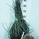 Aronia melanocarpa 40-60 cm wortelgoed 1/2