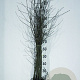 Betula pubescens 250-300 cm wortelgoed