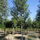 Betula utilis 'Doorenbos' 150-175 cm wortelgoed