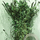 Buddleja d. 'Empire Blue' 50-80 cm wortelgoed 0/1 3 tak