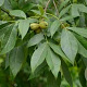 Carya ovata 20-40 cm wortelgoed 2/0