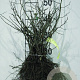 Chaenomeles japonica 30-50 cm wortelgoed 1/1