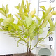 Cornus alba 'Aurea' 40-60 cm wortelgoed 0/1/0 2 tak