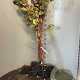 Cornus alba 'Sibirica' 60-90 cm wortelgoed 0/1 2-3 tak