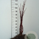 Cornus alba 'Sibirica' 60-90 cm wortelgoed 0/1 2-3 tak