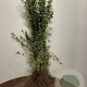 Crataegus monogyna 50-80 cm wortelgoed 1/1