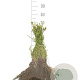 Deutzia gracilis 25-40 cm wortelgoed 0/1 2-3 tak