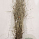 Elaeagnus angustifolia 40-60 cm wortelgoed 1/1