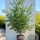 Euonymus alatus 15 cm wortelgoed 0/1/1