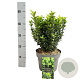 Euonymus jap. 'Green Spire' 30-40 cm 5,0L