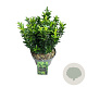 Euonymus jap. 'Green Spire' 30-40 cm 5,0L