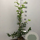 Fagus sylvatica 100-125 cm 2,5L