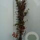 Fagus sylvatica 175-200 cm wortelgoed