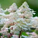 Hydrangea pan. Early Harry GM wortelgoed 1/1 2-3