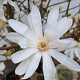 Magnolia stellata 30-40 cm wortelgoed 0/2 2-3 tak