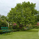 Morus alba 40-60 cm wortelgoed 1/1