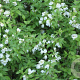 Philadelphus 'Lemoinei' 40-60 cm wortelgoed 0/1/0 2 tak