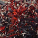 Physocarpus opulifolius 'All Black' 15-25 cm wortelgoed 0/1/1 2-3 tak