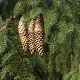 Picea abies 40-60 cm wortelgoed 2/2