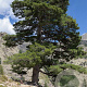 Pinus nigra laricio 25-40 cm wortelgoed in plug 0/2