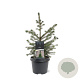 Picea omorika 30-50 cm wortelgoed 2/2