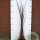 Platanus acerifolia 125-150 cm wortelgoed 0/1