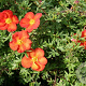 Potentilla fruticosa 'Marian Red Robin' 15-30 cm wortelgoed 0/1