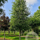 Populus tremula 200-250 cm wortelgoed