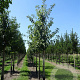 Prunus padus 80-100 cm wortelgoed 1/2 2 tak