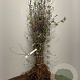 Prunus spinosa 80-120 cm wortelgoed 1/2 3-5 tak