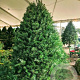 Pseudotsuga menziesii 50-80 cm wortelgoed 1/2