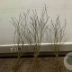 Rosa canina 40-60 cm wortelgoed 1/1