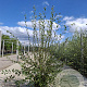 Salix caprea 200-250 cm wortelgoed